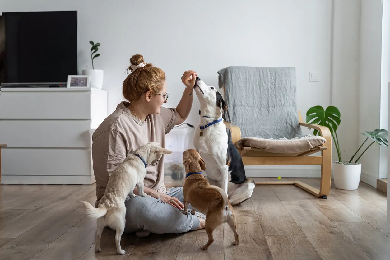 Person on the floor giving dog treats to three excited dogs