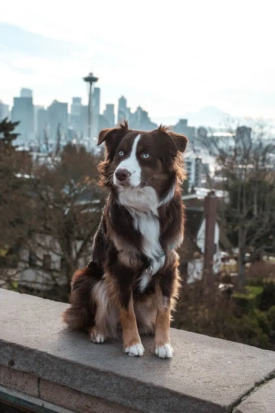 Kiba at Kerry Park