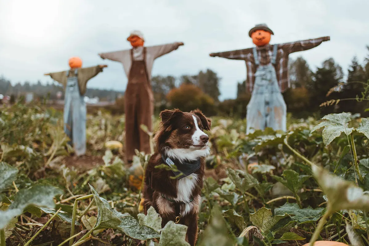 Kiba isn’t so sure about these pumpkin patch scarecrows.