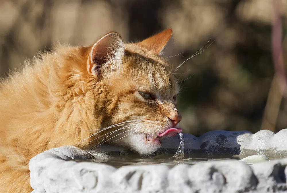 Cat with kidney disease benefits from home fluid therapy