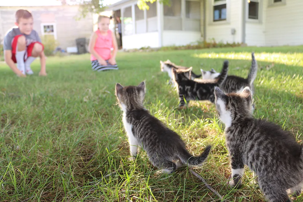 Spay kitten to prevent unwanted behaviors