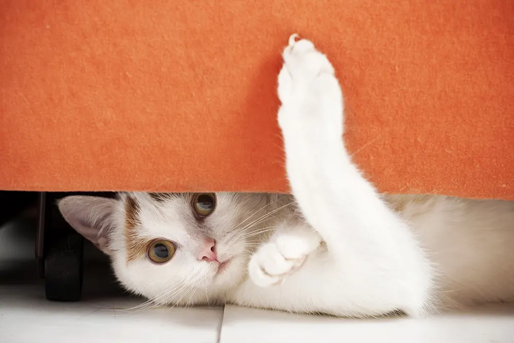 3 declawing alternatives