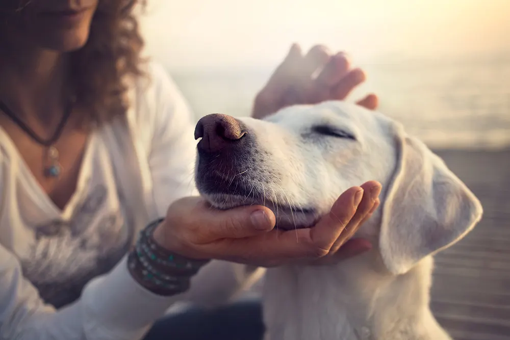 Canine communication 101: Body language is key