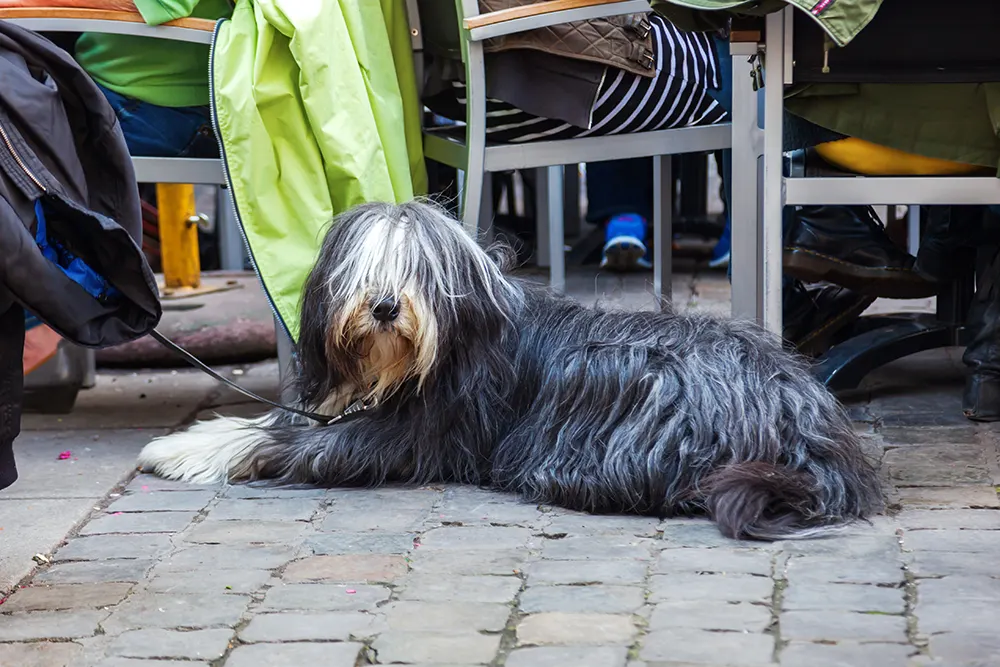 The perfect canine patio date night