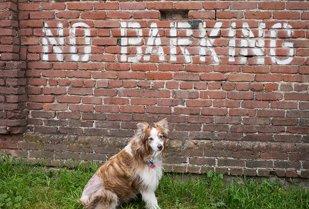 Bark management: Problem solving devices and methods [Part 2]