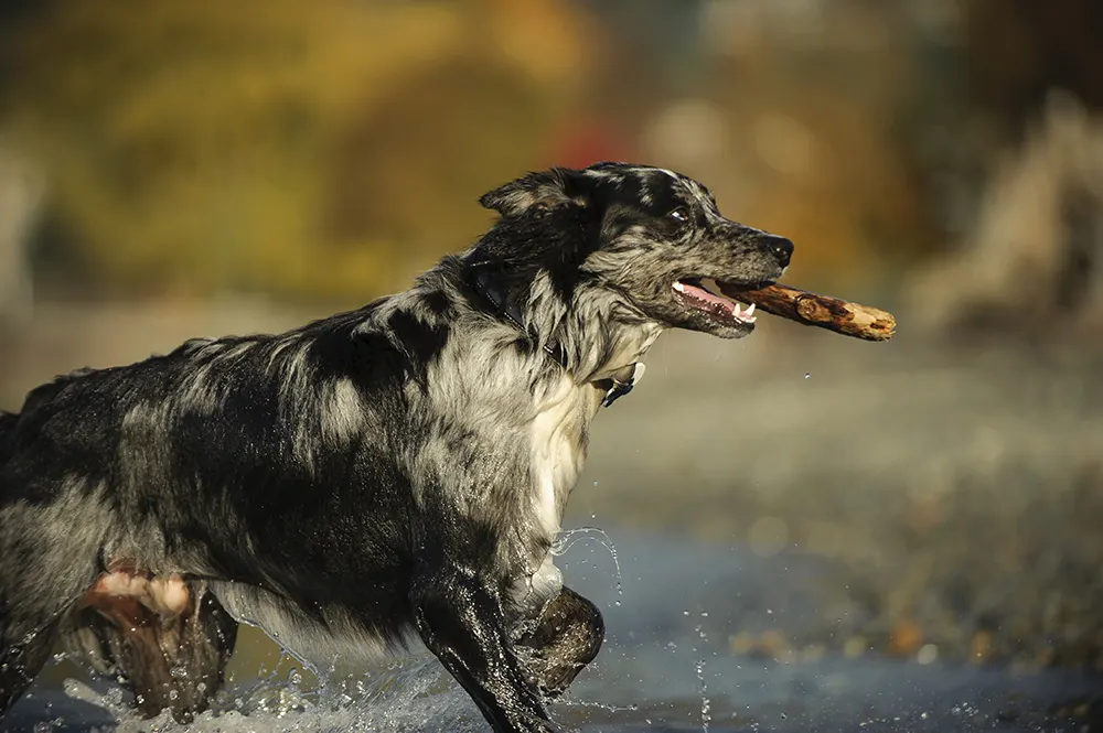 Getting to know the Australian Shepherd