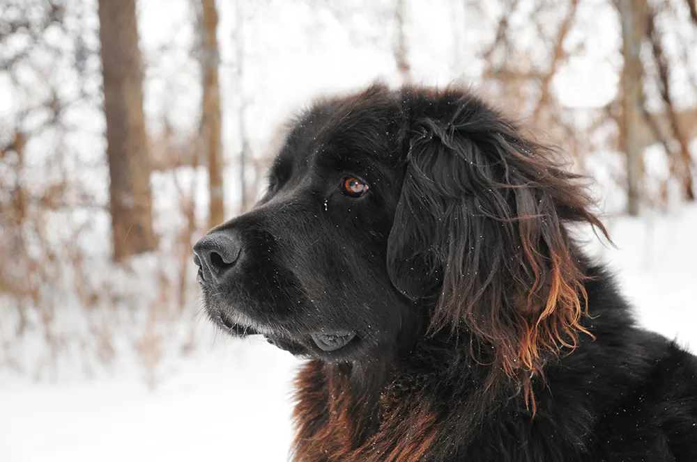 Why a Newfoundland might be the right dog for you