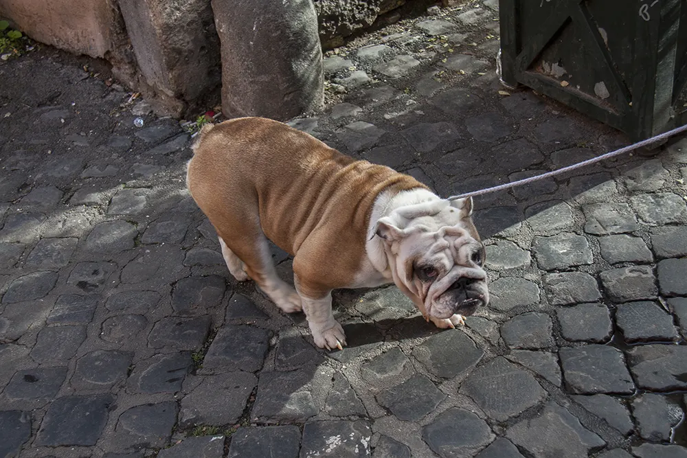 Hot pavement dangerous to dog paws