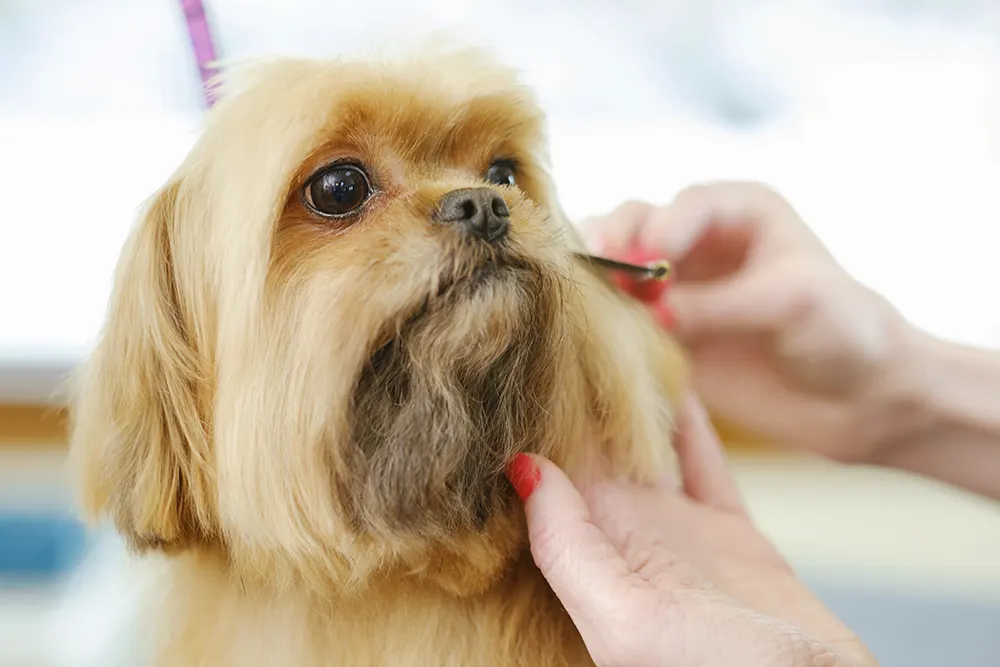 Posh pets: High-end pet pampering