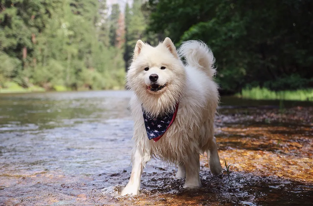 Tips for water fun with your dog