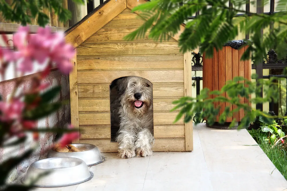 DIY pet: How to build a doghouse