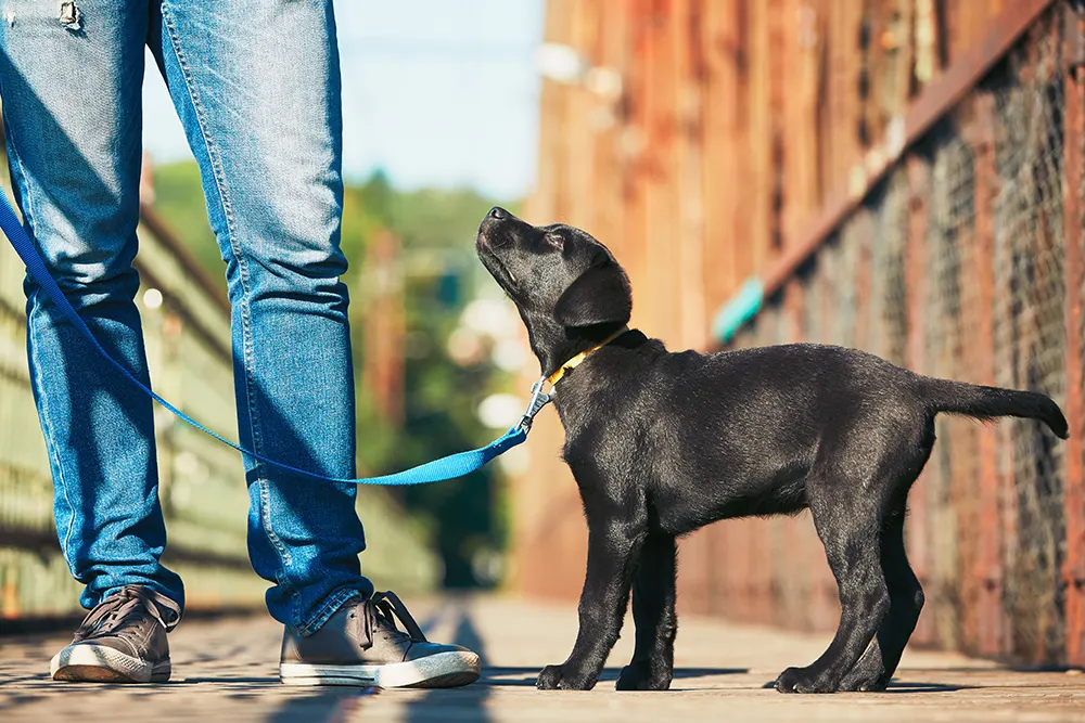 Getting to know Labrador Retrievers