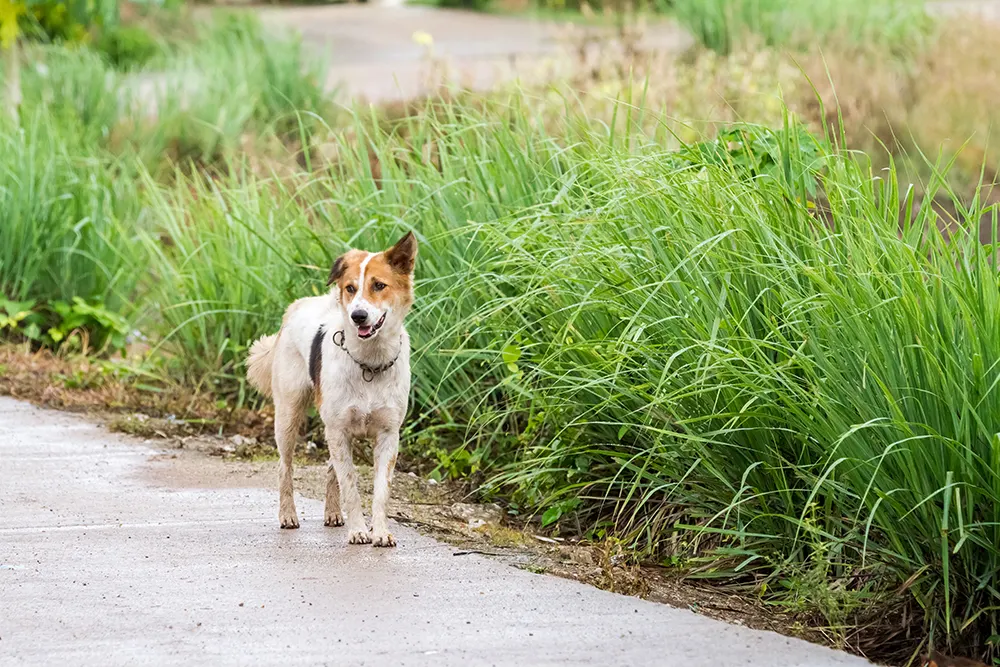 Focus on lost pet prevention