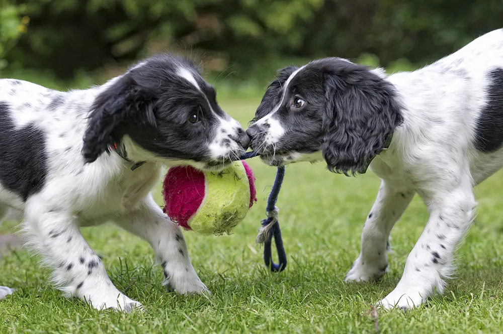 Dog socialization quick tips