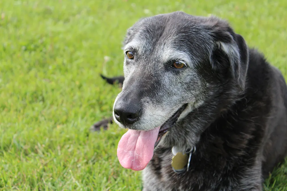 Caring for your senior dog