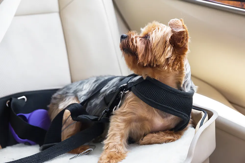 Planes, trains and automobiles: Essential tips for pet travel