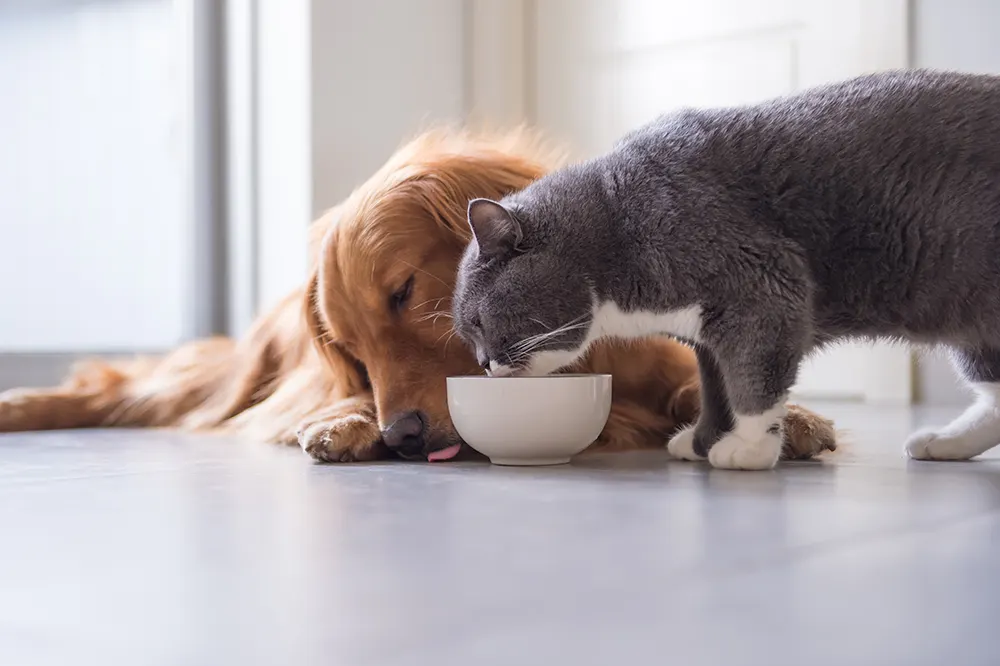 Latest pet food trends