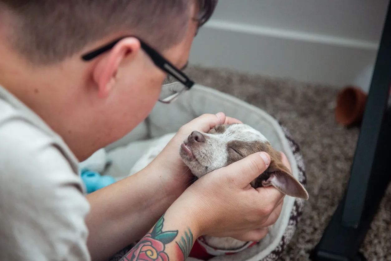 man petting small dog in dog bed