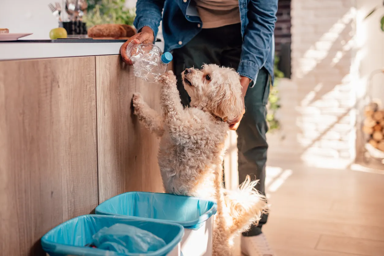 Eco-friendly dog and owner