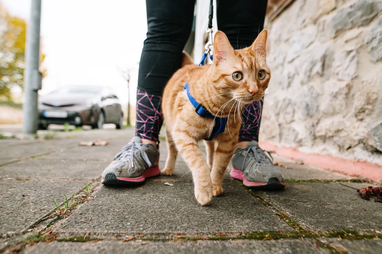 cat walking on a leash outside