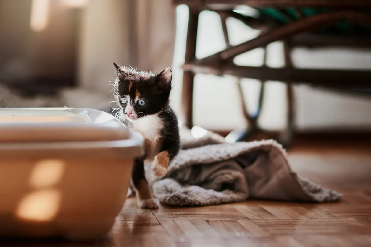 Kitten using litter box