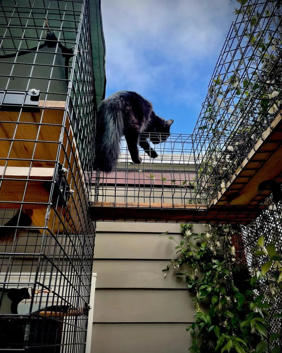 cats climbing on outdoor patio