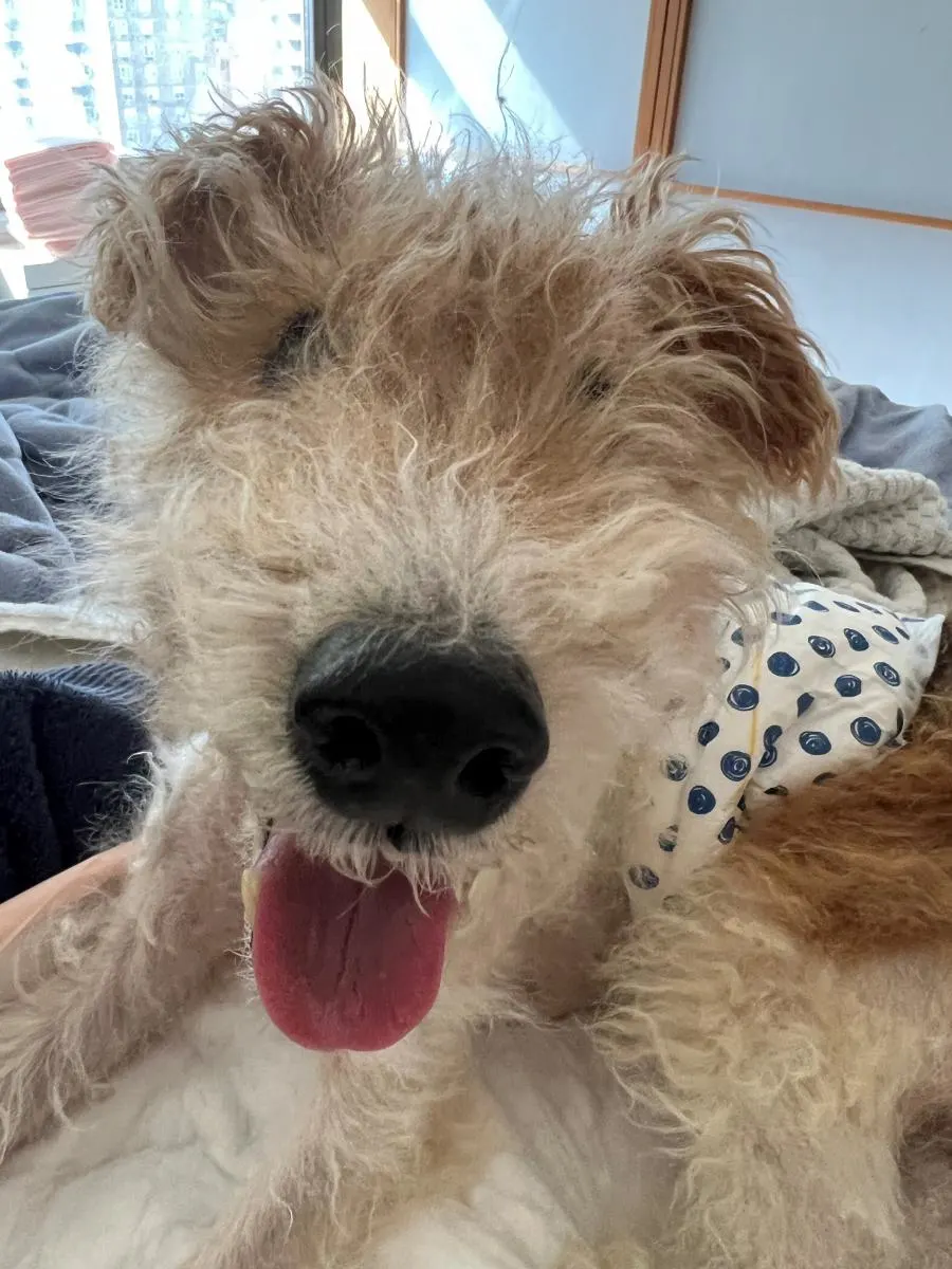 Wire Fox Terrier laying in bed