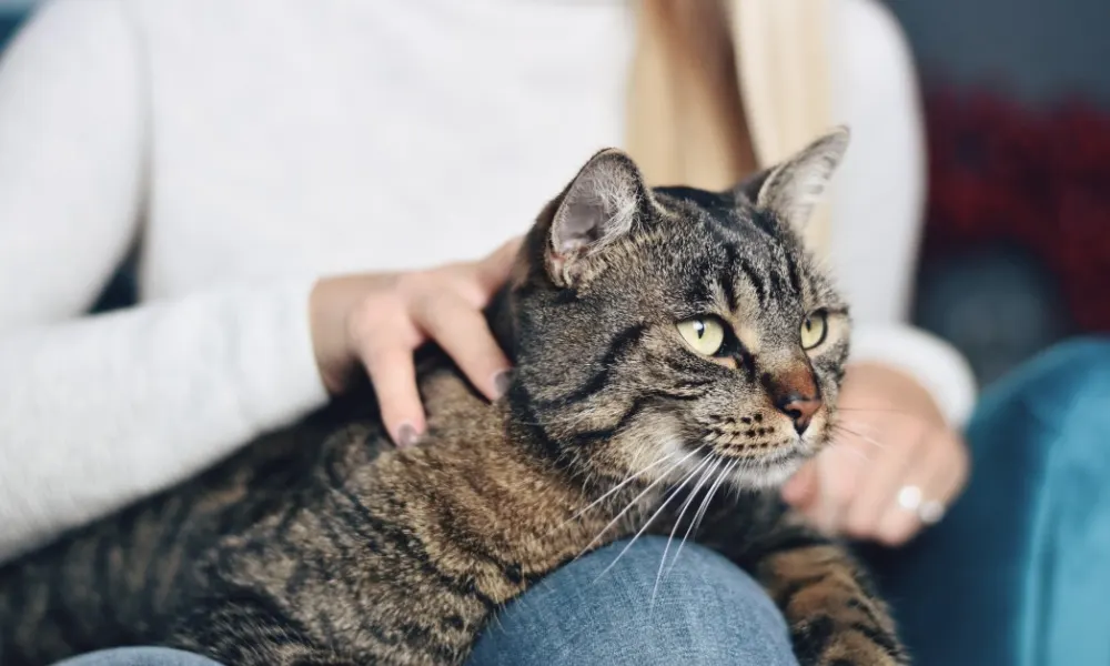 Separation Anxiety in Cats