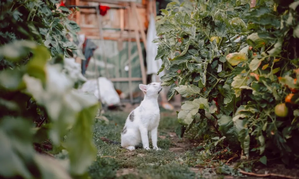 These Catios Are Every House Cat’s Dream